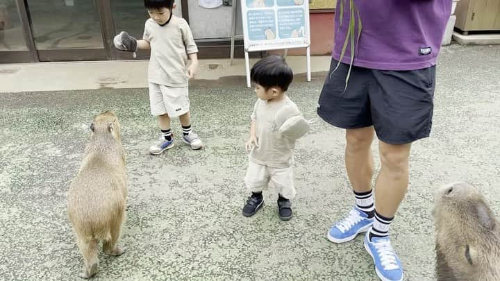 狩野健太のインスタグラム：「カピバラにグイグイこられてる😂😂  #狩野健太」