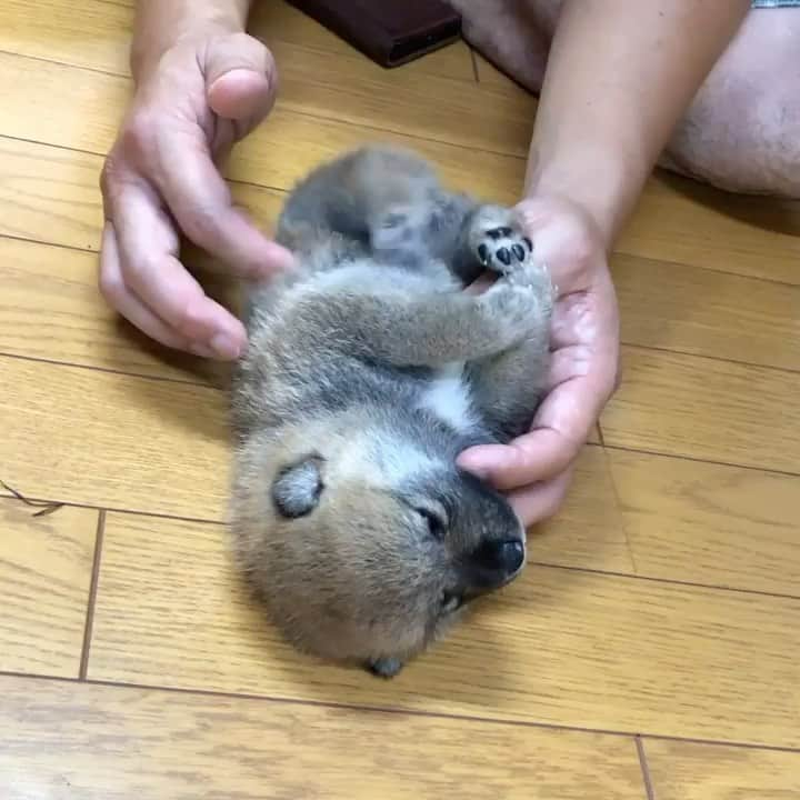 柴犬小雨のインスタグラム