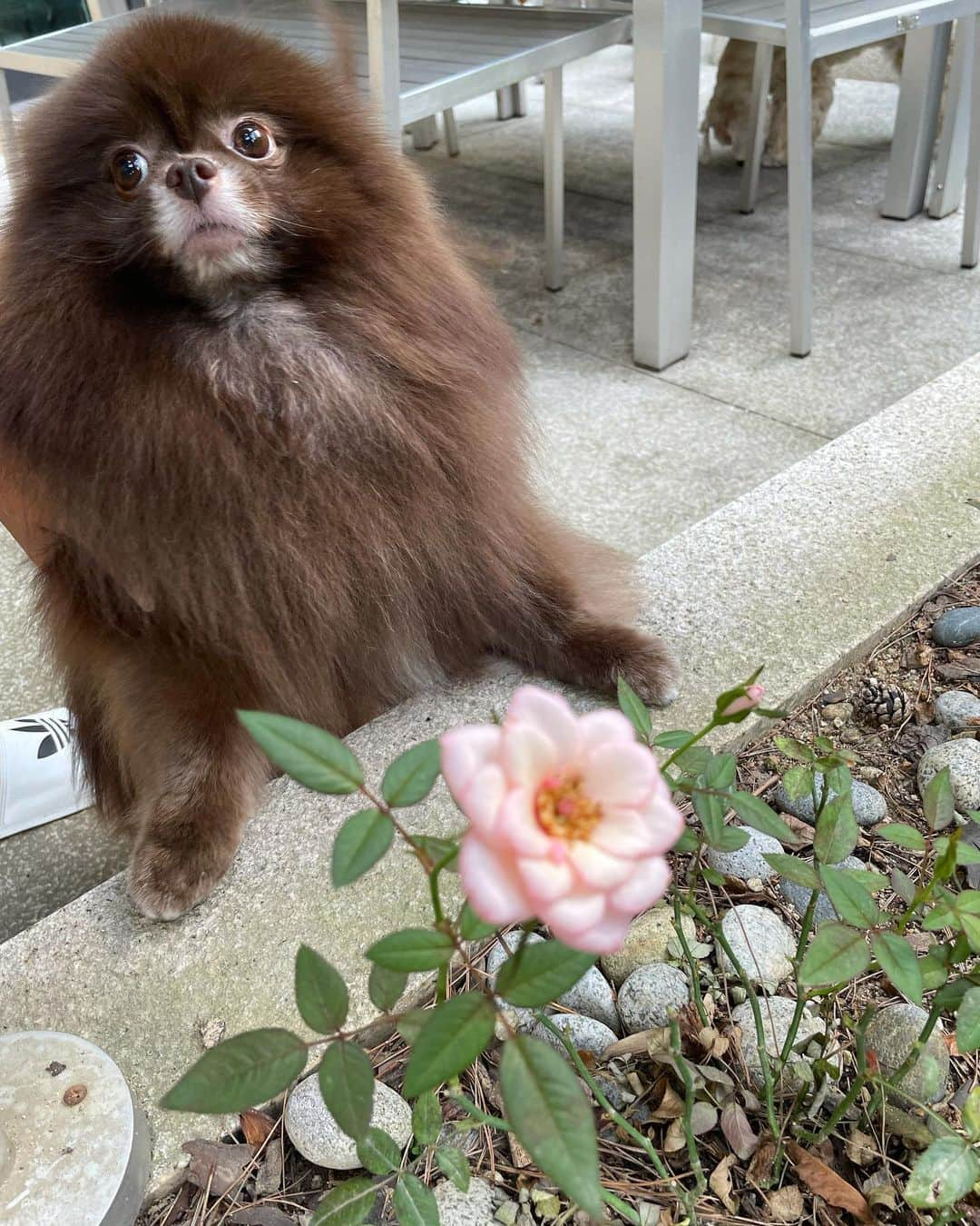 ジェニーさんのインスタグラム写真 - (ジェニーInstagram)「Where have all the flowers gone ?」9月13日 14時18分 - jennierubyjane