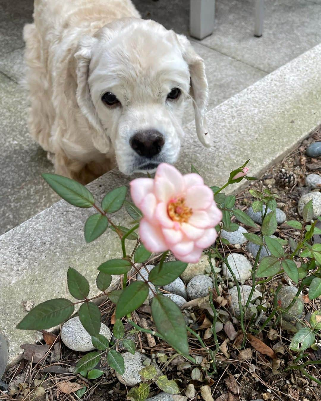 ジェニーさんのインスタグラム写真 - (ジェニーInstagram)「Where have all the flowers gone ?」9月13日 14時18分 - jennierubyjane