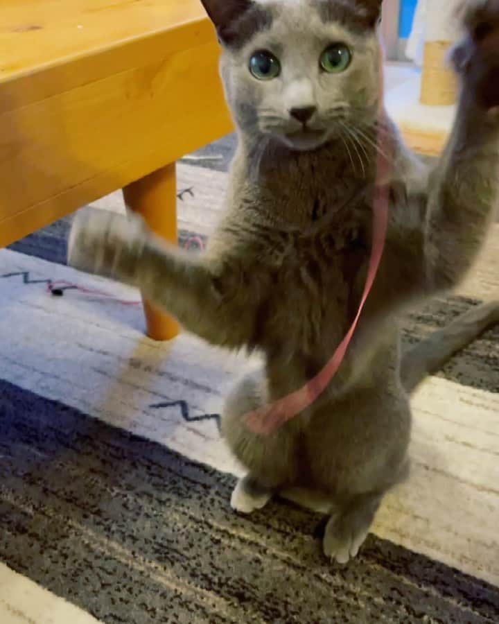Hari?のインスタグラム：「シニア猫の遊び方💨 あずみ😼バージョン  #猫動画　#catvideo #シニア猫　#azumi  #cat #russianblue #猫 #ねこ #ロシアンブルー #chat  #gato #greycat  #greeneyes #emeraldeyes #ふわもこ部 #にゃんすたぐらむ  #みんねこ  #INSTACAT_MEOWS #catstocker #meowsandwoofs #excellent_cats #meowvswoof  #TopCatPhoto  #cutepetclub #IgAnimal_Snaps #cat_features #bestmeow #petoftoday」