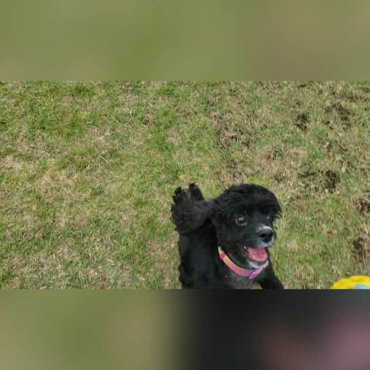 坂本詩緒里のインスタグラム：「運動になったね♡🐶  #犬のいる暮らし #犬 #ドッグラン #運動 #アメリカンコッカースパニエル #かわいい #癒し動画 #dog #dogstagram #pet」