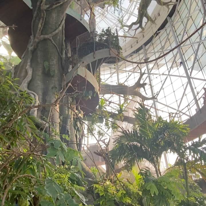 小泉里子のインスタグラム：「#greenplanetdubai に行ってきました。 雨と雷の演出もあり、いつも絵本の中で見てる、鳥や動物に大興奮するかと思いきや、息子は寝起きのため終始、無表情。 蛇にも触ったけど、何ひとつ響きませんでした。笑」
