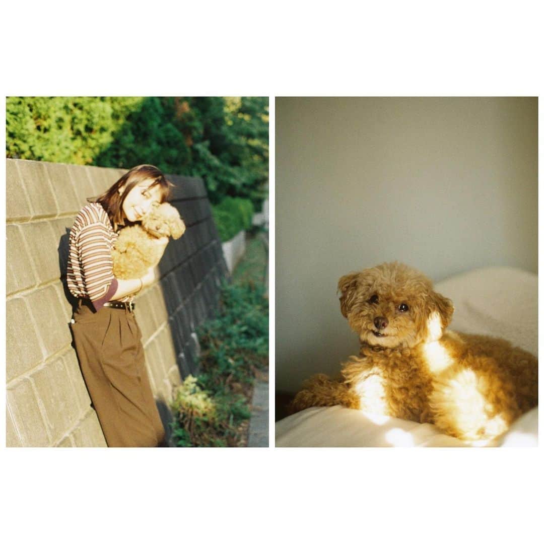 小口桃子のインスタグラム：「祝 10歳🎉 ⁡ 一緒に過ごしてもう10年だって。 パピーの頃から変わらず可愛くて人懐っこい犬さん🐶 ⁡ これからも健康第一で長生きしてほしい！ だいすき。 ⁡ #20210912 #happybirthday #filmphotography」