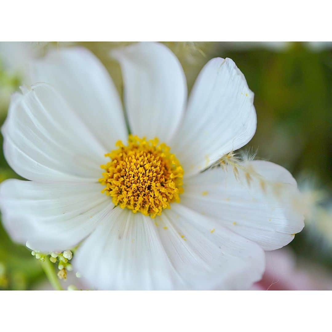 石井美保さんのインスタグラム写真 - (石井美保Instagram)「秋桜の季節🌼 じっくり花々をレンズ越しに愛でるひとときが束の間のリフレッシュ。」9月13日 20時14分 - miho_ishii