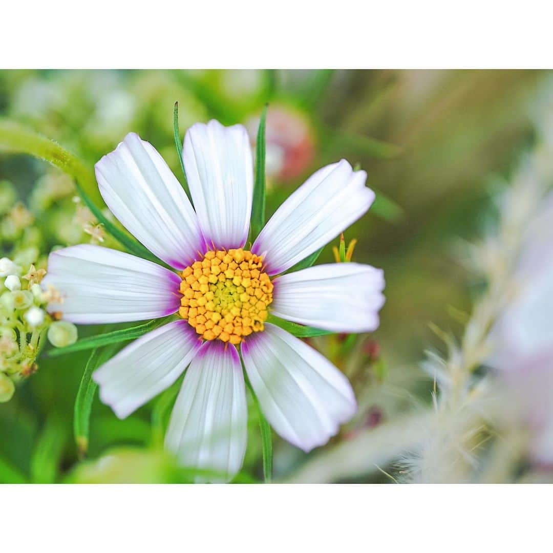 石井美保さんのインスタグラム写真 - (石井美保Instagram)「秋桜の季節🌼 じっくり花々をレンズ越しに愛でるひとときが束の間のリフレッシュ。」9月13日 20時14分 - miho_ishii