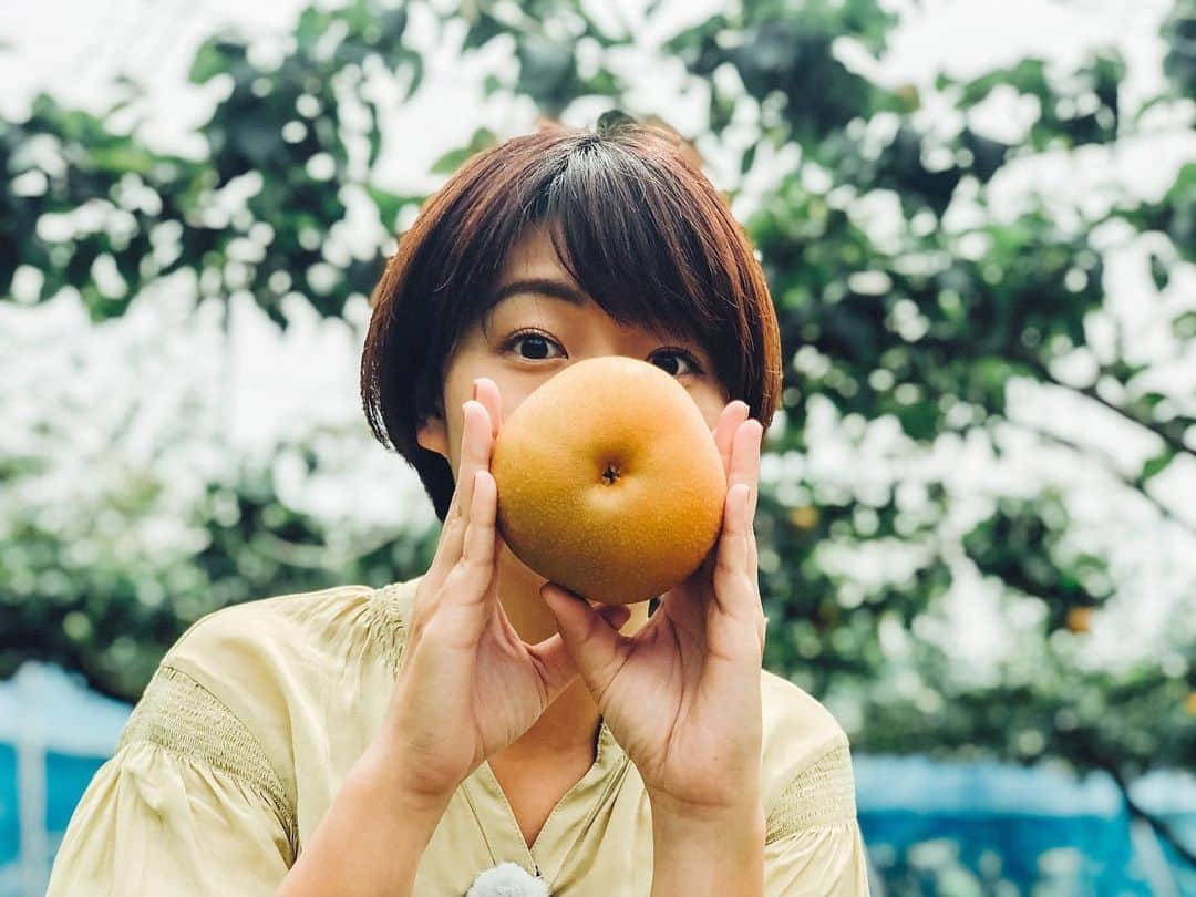 稲富菜穂さんのインスタグラム写真 - (稲富菜穂Instagram)「今日は夢追人ロケで、 あいとう梨🍐の大きさに驚いた😳👏  #夢追人 #kbs京都 #KBS #JA #滋賀県 #東近江市 #あいとう梨  #梨 #大きさすごい #🍐」9月13日 20時43分 - inatomi74