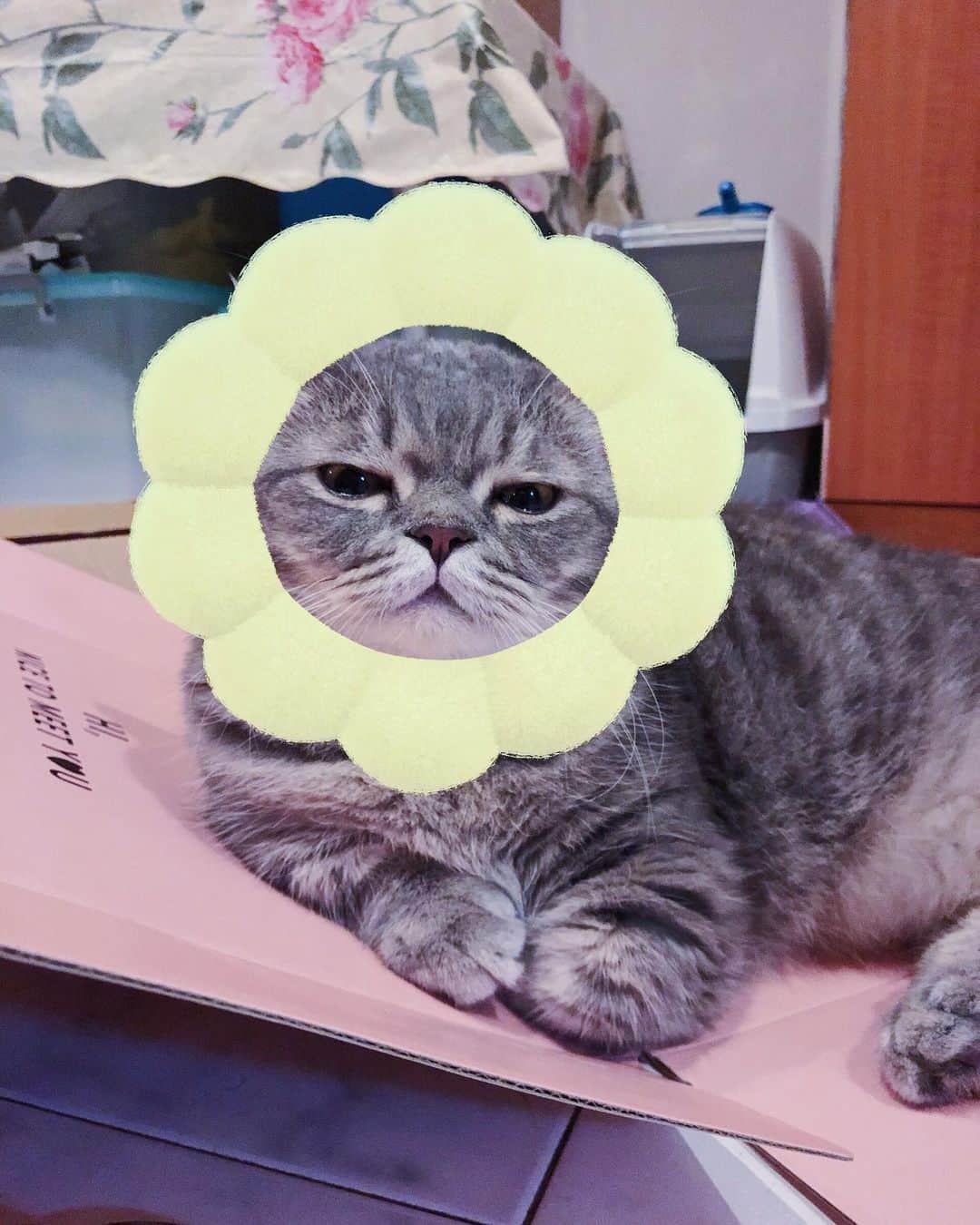Pancakeのインスタグラム：「🐱🌼❤️ #cats #catstagram #catsoninstagram #catsofinstagram #sgcats #pets #instagramcats #munchkincats #neko #ねこ #マンチカン短足 #猫 #まんちかん部 #マンチカン部」