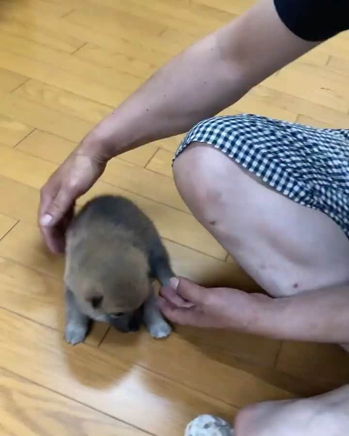 柴犬小雨のインスタグラム