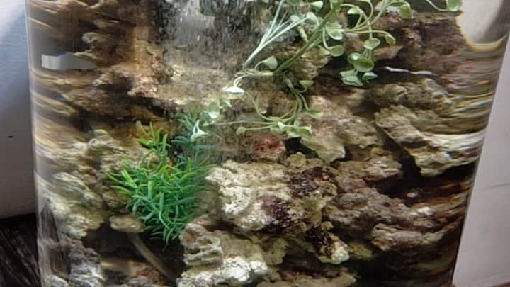大阪・東京のアクアリウムならa.a.c.のインスタグラム：「. 仲良し!?ブラザーズ🐡🐡 . . #ハリセンボン . . #ペットフィッシュ  . . #ペットフィッシュレンタルはじめました . . #アート #アートアクアリウム #アクアリウム #インテリア #インテリアアクアリウム #フラワーアレンジメント #アクアリウムフラワーアレンジメント #水草 #水槽 #水槽のある暮らし #熱帯魚 #海水魚 #水槽レンタル #水槽メンテナンス #大阪 #東京 #アクアポニックス  #art #aquarium #fish #空間デザイン #オフィスデザイン #オフィスグリーン #オーダーメイド水槽 #インテリアコーディネート #グリーンコーディネート」