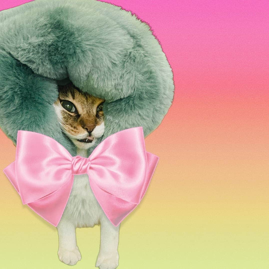 仲里依紗のインスタグラム：「おかかが MET GALAにでたいみたいです👗🐈🎀  緑のファーはRE.のにおわせ🦎」