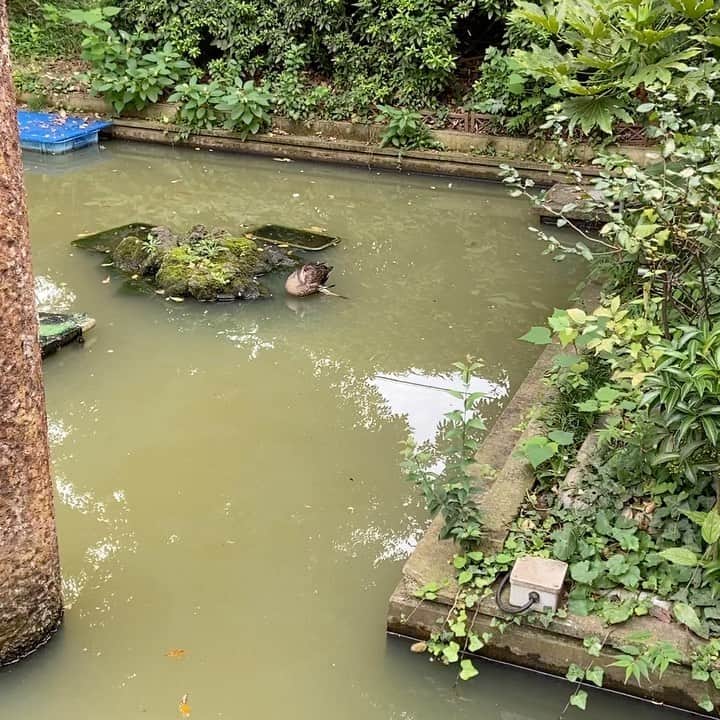 のインスタグラム：「今朝のガァーちゃん。」