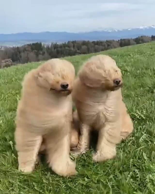 Beautiful Nature & Animalsのインスタグラム：「Tag someone who needs to see this 🐕 By @goldendoodledoos」