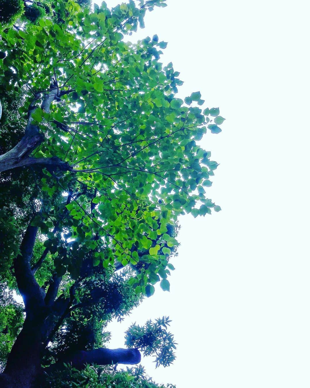 山田真由のインスタグラム：「🌿🌼💗  日本大会が目前に迫った今 「いつも通り」がとても大切だと感じています🌈  緊張や焦りには、どう対応していくのが良いか これまで学ばせていただいたことを生かし、 自分をしっかりコントロールしていきます🌼  ⚫︎⚫︎⚫︎⚫︎⚫︎⚫︎⚫︎⚫︎⚫︎⚫︎⚫︎⚫︎⚫︎⚫︎⚫︎  👑ミス・グランド・ジャパン ( @missgrandjapan )  👑ミス・グランド・インターナショナル ( @missgrandinternational )  ⚫︎⚫︎⚫︎⚫︎⚫︎⚫︎⚫︎⚫︎⚫︎⚫︎⚫︎⚫︎⚫︎⚫︎⚫︎  #missgrandjapan #missgrandjapan2021 #missgrandinternational  #ミスグランド  #ミスグランドジャパン  #ミスグランドジャパン2021  #ミスグランドインターナショナル  #世界最大規模のミスコン  #ミスコン #ミスコンテスト  #山田真由 #2021 #大学院生 #博士課程  #建築 #デザイン  #動物 #動物福祉 #動物愛護 #アニマルウェルフェア  #犬 #猫 #ペット   MISS GRAND JAPAN 埼玉県アンバサダー ミス・グランド・ジャパン 埼玉県アンバサダー MGJ 埼玉県アンバサダー #MGJ47 #地方創生 #地域活性化 #埼玉観光 #ラジオリーダーズ  #埼玉」