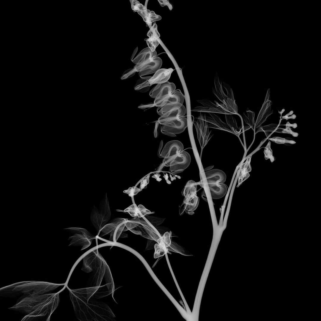 東信さんのインスタグラム写真 - (東信Instagram)「X-ray Flowers #amkk #amkkproject #makotoazuma #azumamakoto #東信花樹研究所 #東信 #jardinsdesfleurs #shiinokishunsuke #flowerart #flower #flowers」10月14日 5時48分 - azumamakoto