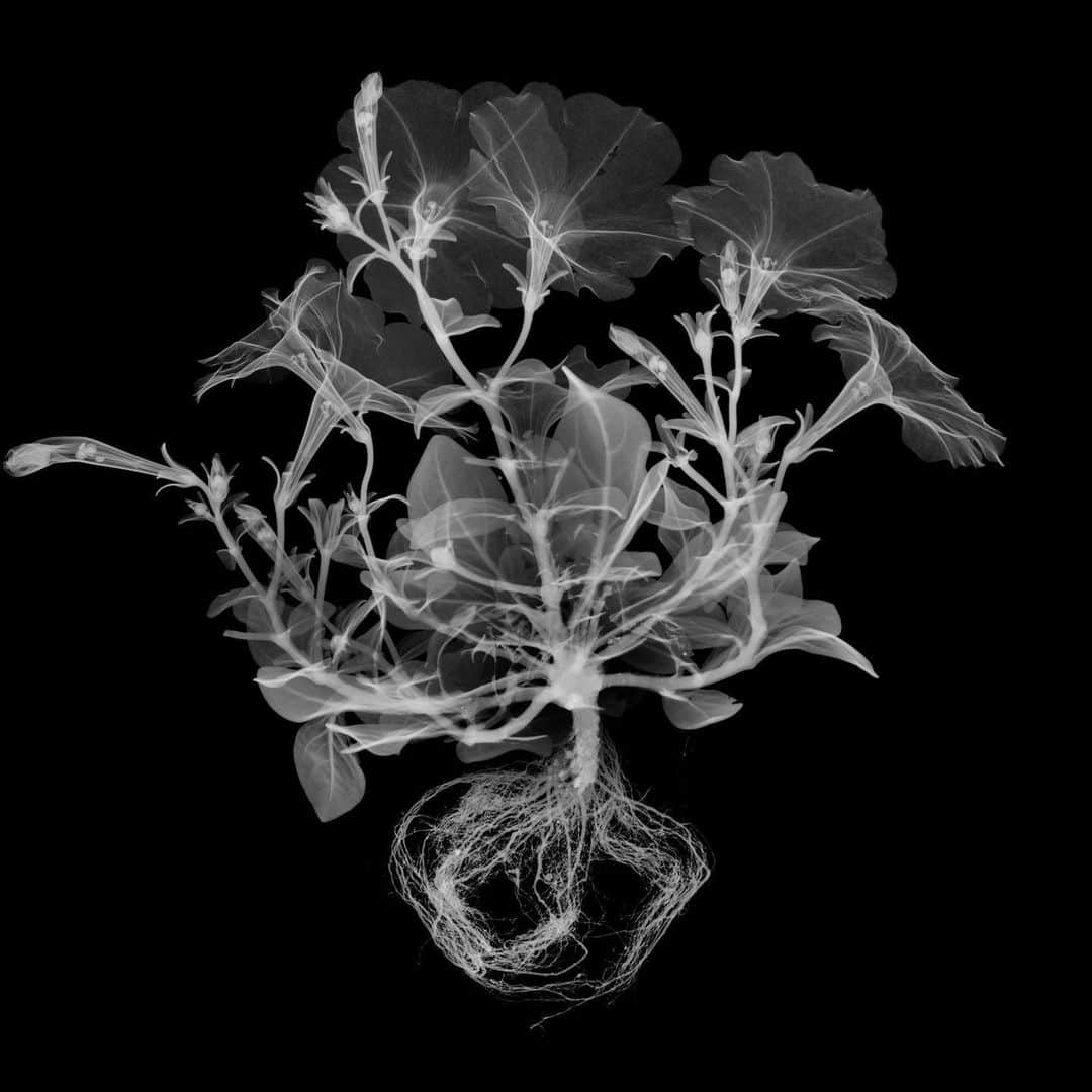 東信さんのインスタグラム写真 - (東信Instagram)「X-ray Flowers #amkk #amkkproject #makotoazuma #azumamakoto #東信花樹研究所 #東信 #jardinsdesfleurs #shiinokishunsuke #flowerart #flower #flowers」10月14日 5時48分 - azumamakoto