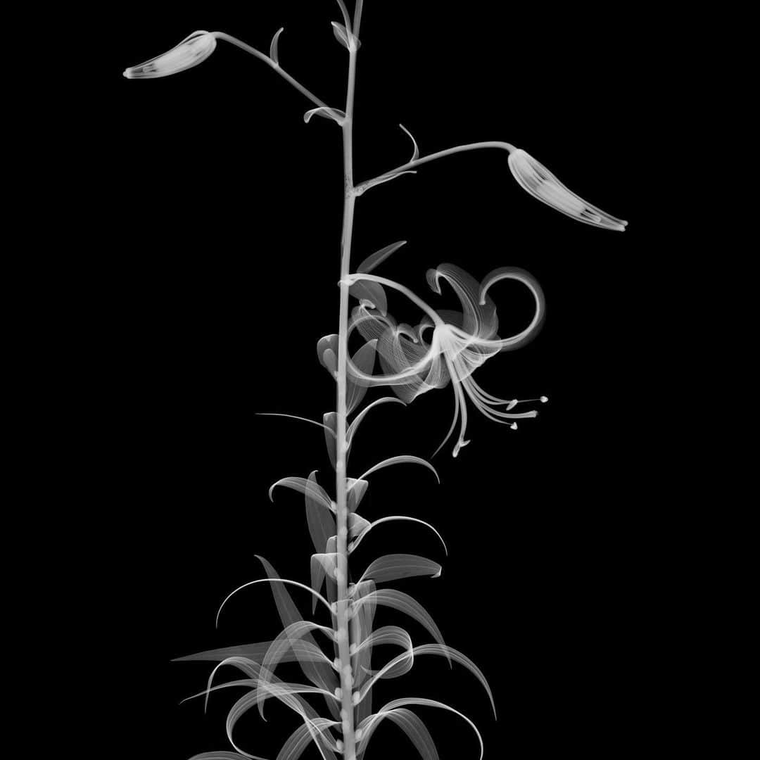 東信のインスタグラム：「X-ray Flowers #amkk #amkkproject #makotoazuma #azumamakoto #東信花樹研究所 #東信 #jardinsdesfleurs #shiinokishunsuke #flowerart #flower #flowers」