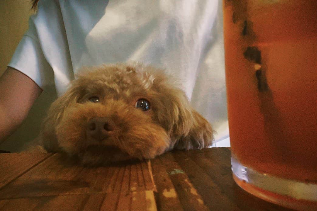 大政絢のインスタグラム：「ママとデートした日🐶💕  #愛犬なちゅ#あごのせ」
