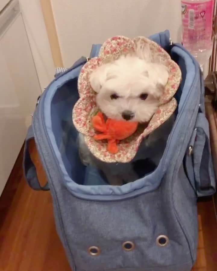 おかゆ & おもちのインスタグラム：「...🤱🏻💕🐶🎵 . . 丼ちゃん！そこは行ったらアカンって‼️ 🤣💦💦  . もっちゃんの赤ちゃん🐙、誘拐してるや〜ん . .  絶賛擬似子育て中のもっちの居場所(キャリーバッグ)の中にいるたこ坊🐙が欲しくて仕方ない丼ちゃん😅💦 . . もう、キャリーバッグに自分が入って、赤ちゃんにしてもらったら？😝 . . . .  ❤︎ . . . #maltese #malteseofinstagram #happydog #dogsmile #doglove #doglover #dogstagram #instadog #lovedogs #ilovemydog #cutedog #dogoftheday #馬爾濟斯 . #okayusan #マルチーズ #犬バカ部 #白い犬 #犬のいる暮らし #エブリドッグ #わんこと暮らす幸せ  #マルチーズ好き #pecotv #奈良犬 #ふわもこ部 #マルチーズインスタグラム #擬似子育て #タコ #誘拐犯 #パピー #puppy」