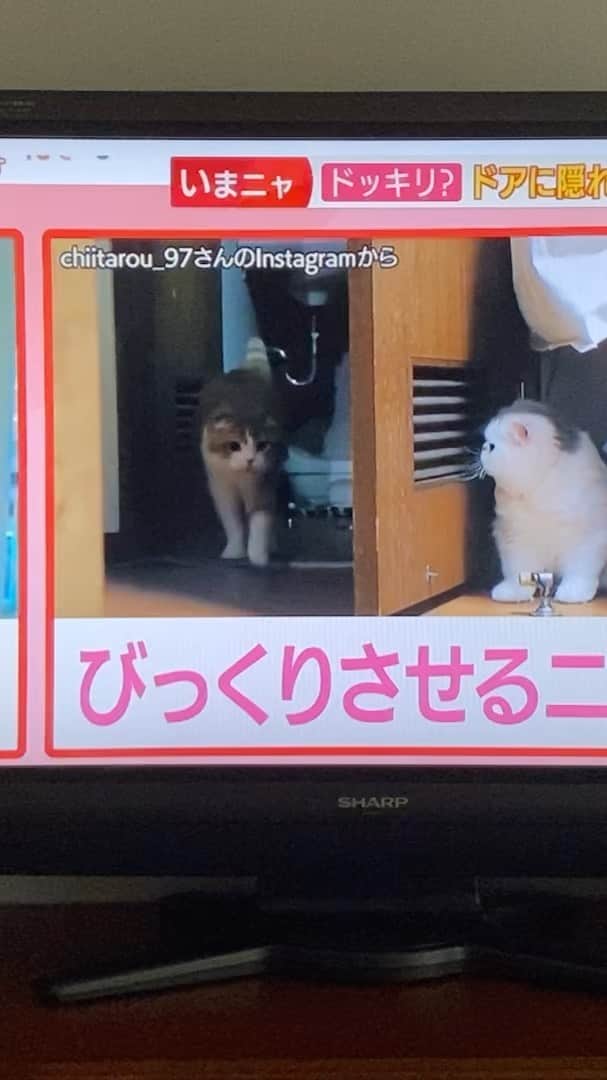chiitarou_97のインスタグラム：「2021.10.13 待ち伏せ動画を紹介していただきました☺️  #羽鳥慎一モーニングショー  #待ちぶせなゆちゃん」