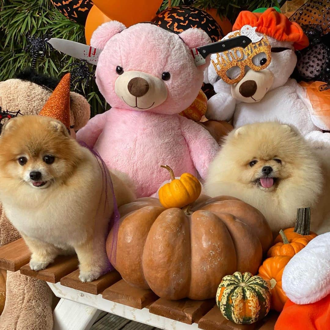 Shilaさんのインスタグラム写真 - (ShilaInstagram)「We had fun day @petstylist.istanbul !!😆🎈🎃🎊..」10月14日 1時46分 - shila_the_pom