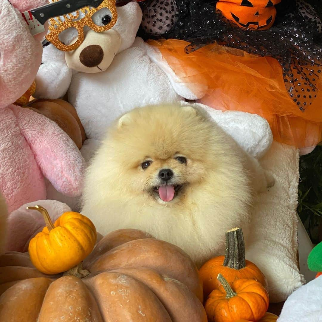 Shilaさんのインスタグラム写真 - (ShilaInstagram)「We had fun day @petstylist.istanbul !!😆🎈🎃🎊..」10月14日 1時46分 - shila_the_pom