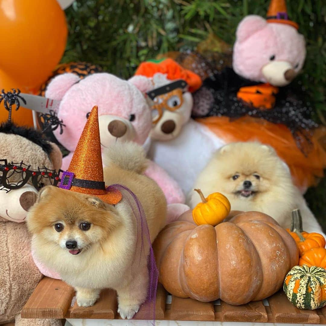 Shilaさんのインスタグラム写真 - (ShilaInstagram)「We had fun day @petstylist.istanbul !!😆🎈🎃🎊..」10月14日 1時46分 - shila_the_pom