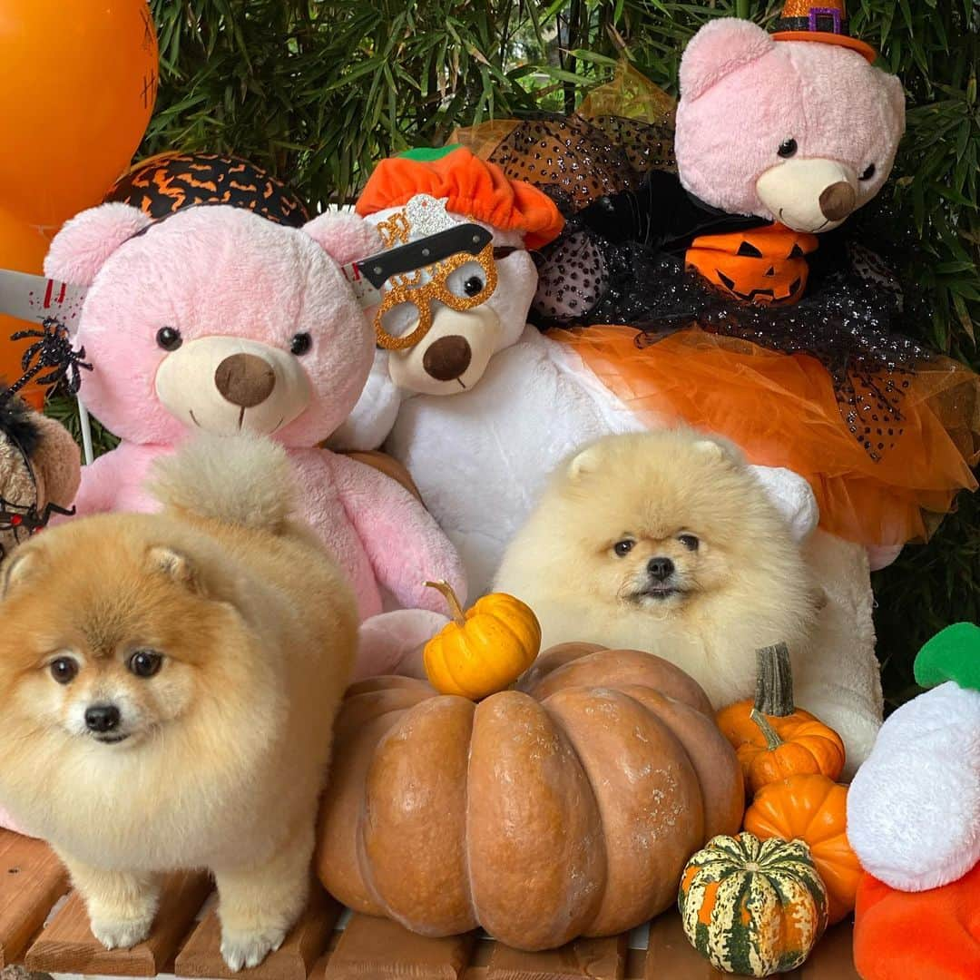 Shilaさんのインスタグラム写真 - (ShilaInstagram)「We had fun day @petstylist.istanbul !!😆🎈🎃🎊..」10月14日 1時46分 - shila_the_pom