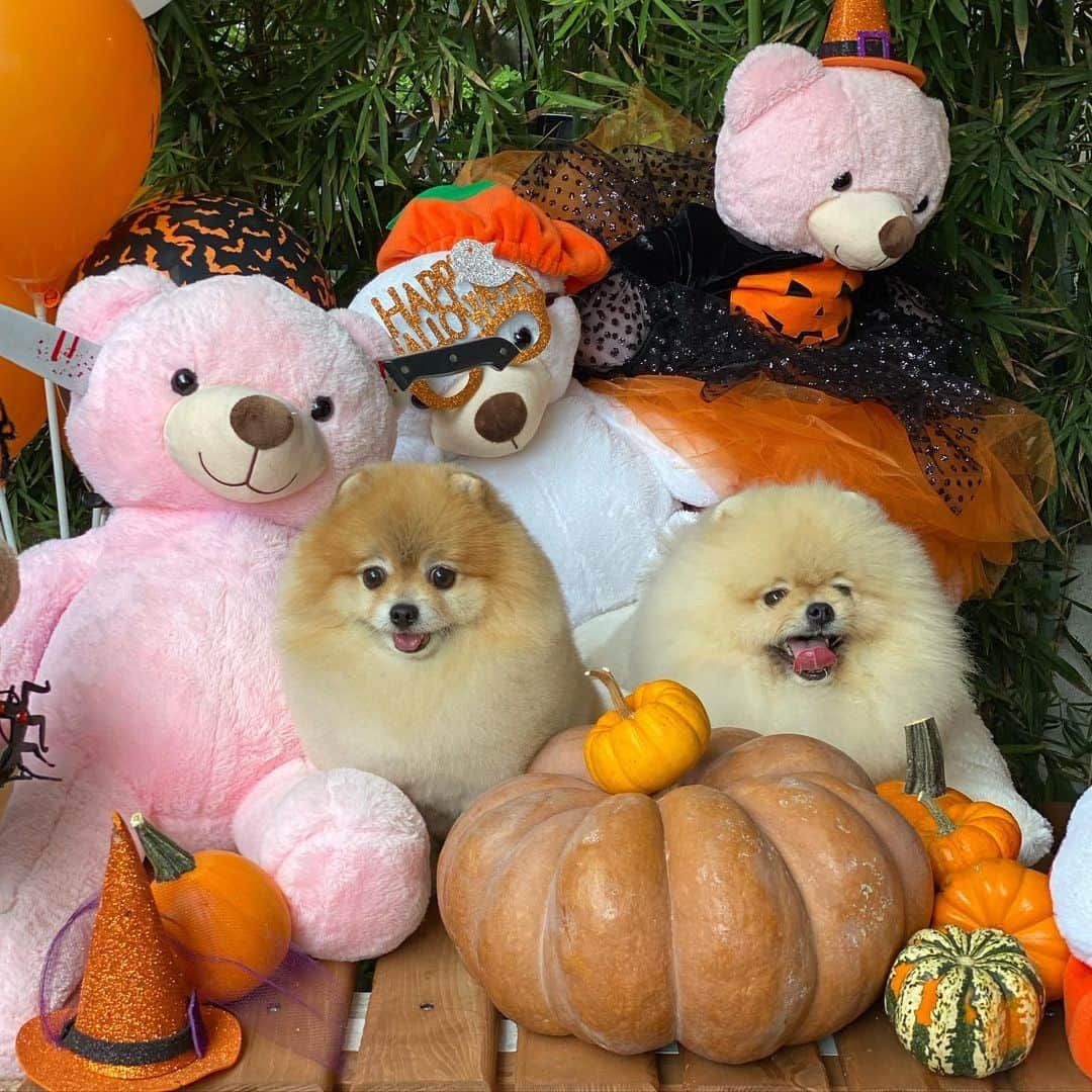 Shilaさんのインスタグラム写真 - (ShilaInstagram)「We had fun day @petstylist.istanbul !!😆🎈🎃🎊..」10月14日 1時46分 - shila_the_pom