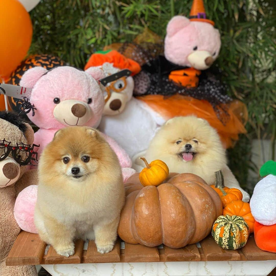 Shilaさんのインスタグラム写真 - (ShilaInstagram)「We had fun day @petstylist.istanbul !!😆🎈🎃🎊..」10月14日 1時46分 - shila_the_pom