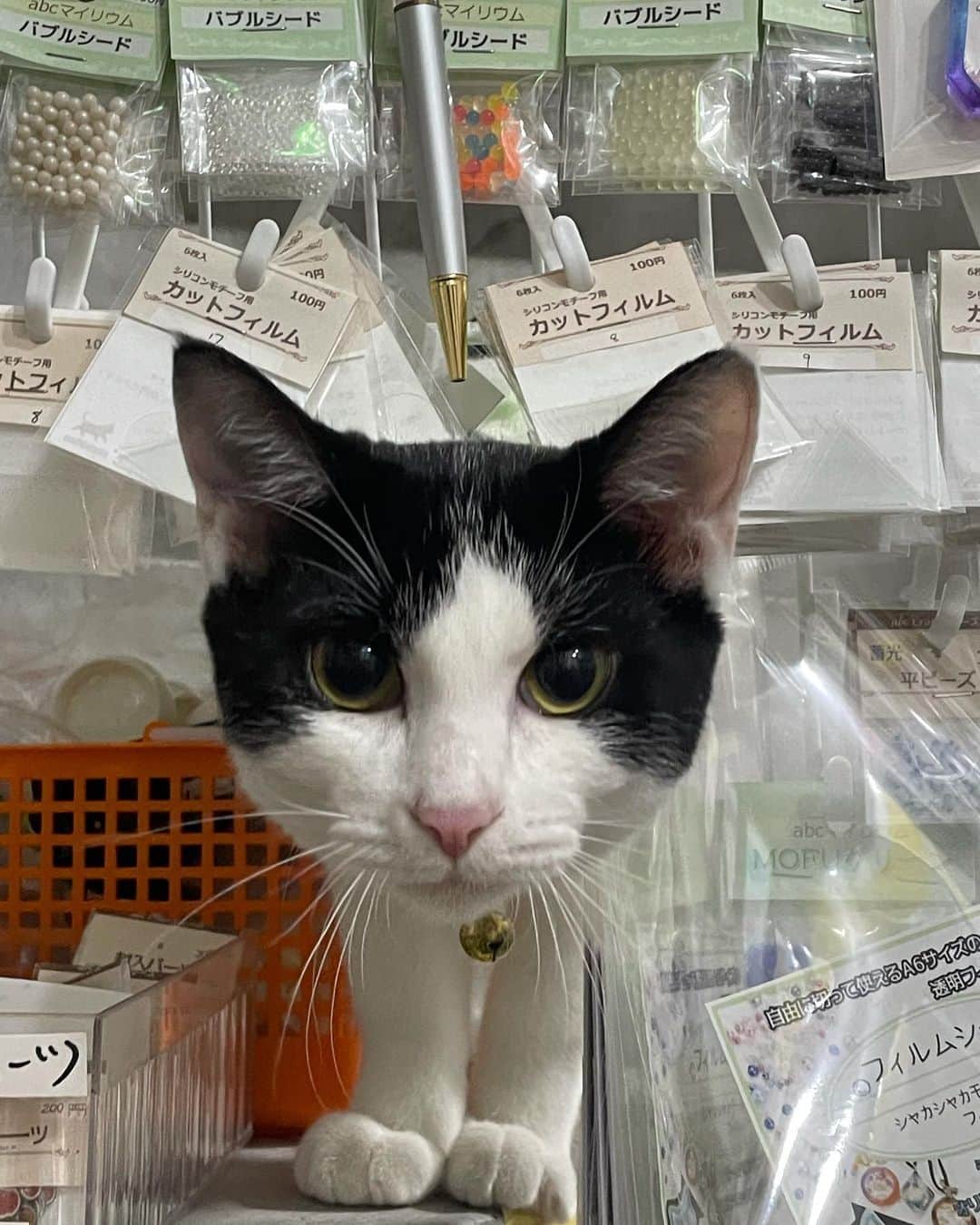 Mayuriさんのインスタグラム写真 - (MayuriInstagram)「店員さんよりいらっしゃいませするの早い猫🐈がいるお店🏘」10月10日 10時12分 - mayurinn0319