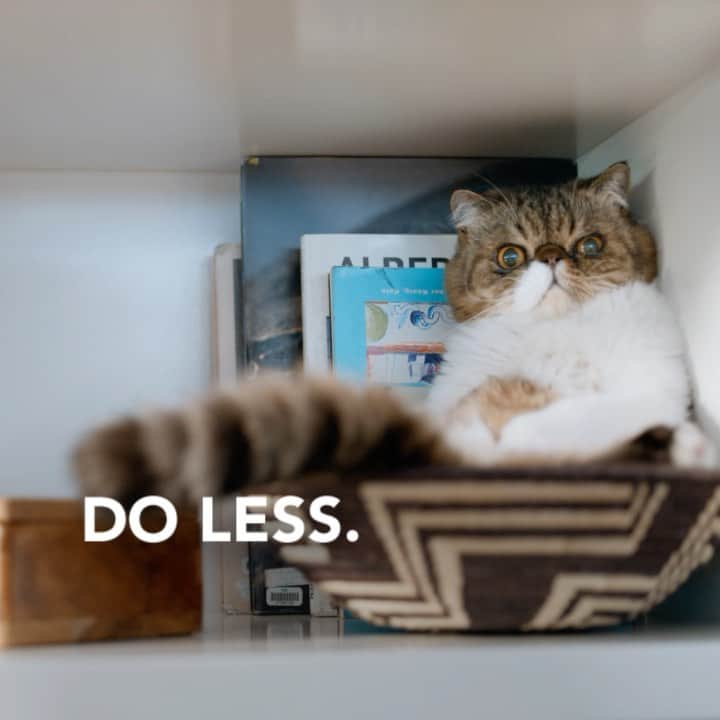 Fresh Stepのインスタグラム：「Our new concentrated litter lasts 50% longer*. So you change it less often. Now you can do less, just like your cat. #OutstretchDoLess  *vs Leading Competitor based on estimated usage.」