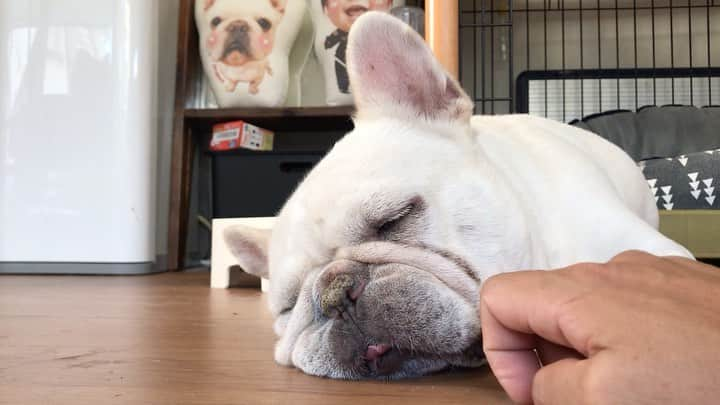 父べえのインスタグラム：「爆睡にもほどがあるだろ😅 #frenchibulldog  #生きてました😅」