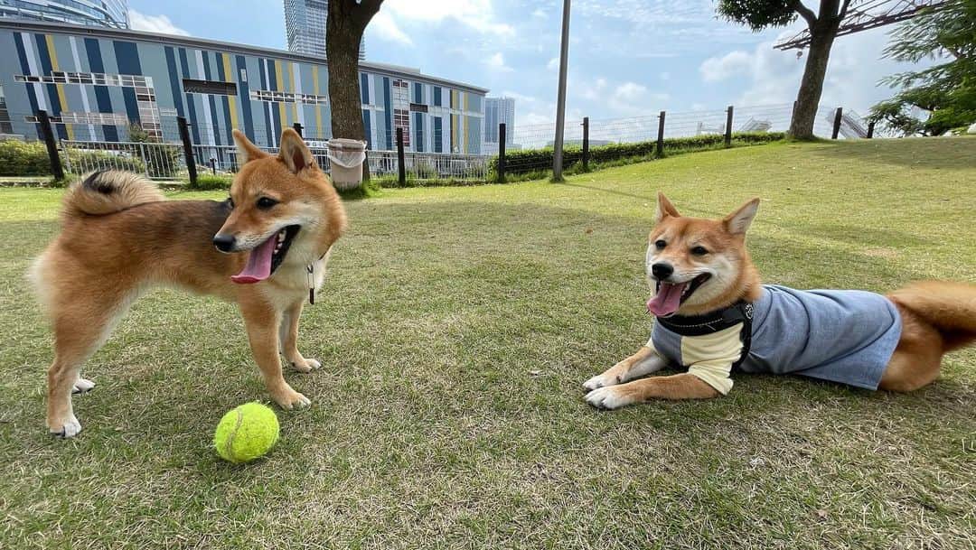 椎名歩美のインスタグラム：「久しぶりに、幸太のお姉ちゃんに会ってきました🐶 ⁡ すずちゃん、女の子だから幸太よりひと回り小さくて、お顔つきも女の子ってかんじでとっても可愛かった🥰 やっぱり兄妹ってわかるのかなぁ😌🍀 とっても楽しそうに遊んでいました🤍🤍 ⁡ はるちゃんの特技、ちょうだいちょうだいも久しぶりにみれて、幸太ママはメロメロでした😍 ⁡ ⁡ みんなでもんじゃを食べてきたよ〜😋 みんな興味津々！🐶🐶🐶 わんこたちはおやつを食べました🍭 ⁡ ⁡ いつかきょうだい揃って会える日をたのしみに😌💕 ⁡ ⁡ #豆柴#柴犬#きょうだい#お散歩#ドッグラン#もんじゃ#犬と入れるお店#きょうだいが繋がれたことに#改めて感謝」