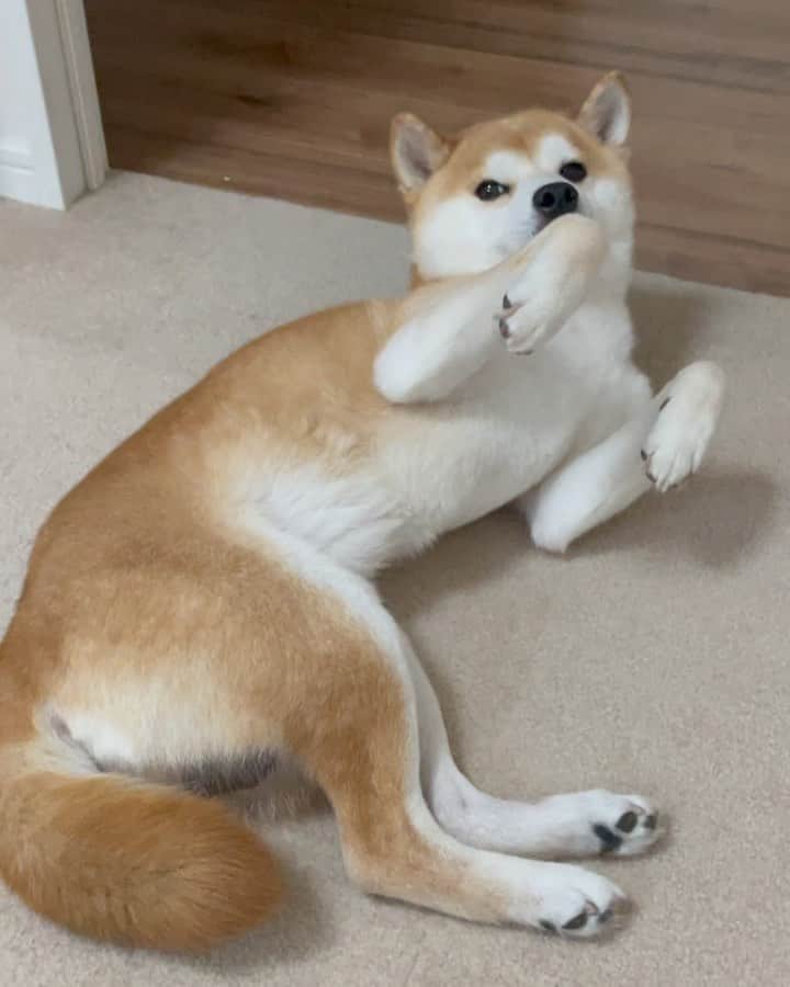 ゆうとろ（柴犬ゆうと猫のとろ）のインスタグラム
