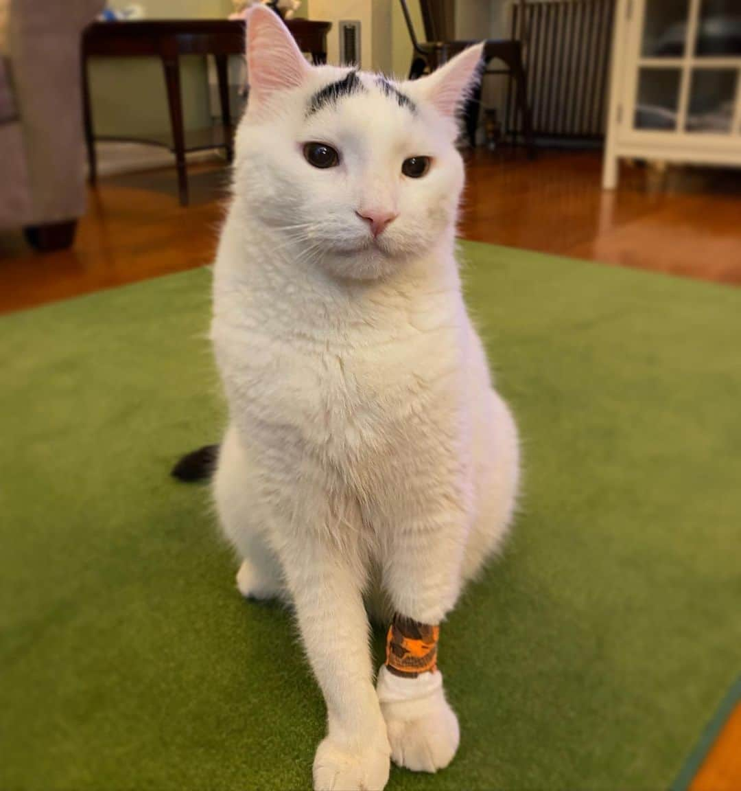 Samさんのインスタグラム写真 - (SamInstagram)「Health PSA from your favorite former vampire cat!  Sam was brought to our vet recently and we discovered that his upper incisors were pretty bad, despite being able to eat, play, and behave normally. The state of his teeth was so bad that they needed to be removed in order to prevent pain and the possibility of an infection. He has since recovered, though he looks a little weird when he yawns because his lip now gets stuck on his bottom teeth! Swipe right to see it in action —>」10月11日 5時31分 - samhaseyebrows