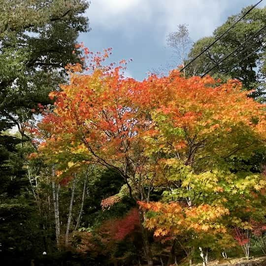 高橋幸宏のインスタグラム：「それでこの前に君の声が入ってこだましてたのね。これも秋の風情かな(違うか) 大好きだよパスキャル、ゆったんパパンは自分がいつの日か存在しなくなっても、君が好き。ずっと君と一緒だよ。つまり君がいてくれる間はね、、、長生きしよね。🐶 #love  #pascal  #eternally」