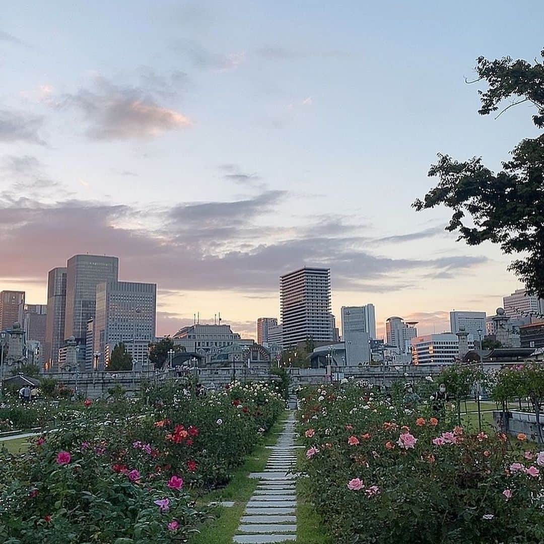 越野矢素子さんのインスタグラム写真 - (越野矢素子Instagram)「夕暮れのバラ園綺麗でした🌹」10月11日 10時38分 - loversyaso