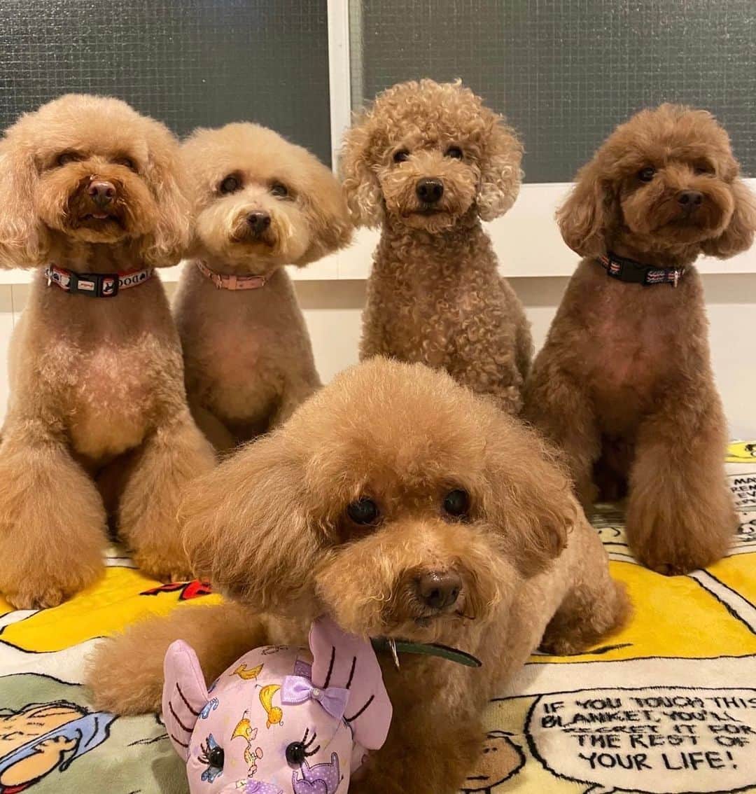 のインスタグラム：「久しぶりに はなちゃんが 旦那様と再会❤️  ってことは サブ君キクちゃんのお父さん😍 サブキクにとっては お父さん！はじめまして！って感じでしょうか、、、  初の親子家族写真😭  良い写真だー。  #うちの家族 #トイプードル #初の家族写真＋タロー #あくびしてもイケメンくんのお父さん　 #タローは1番前で象さんと #タローも家族だよ #犬のサプリメント ＃犬の菌ケア #とよた真帆さんからいただきました @kinswith_dogs #松本伊代」