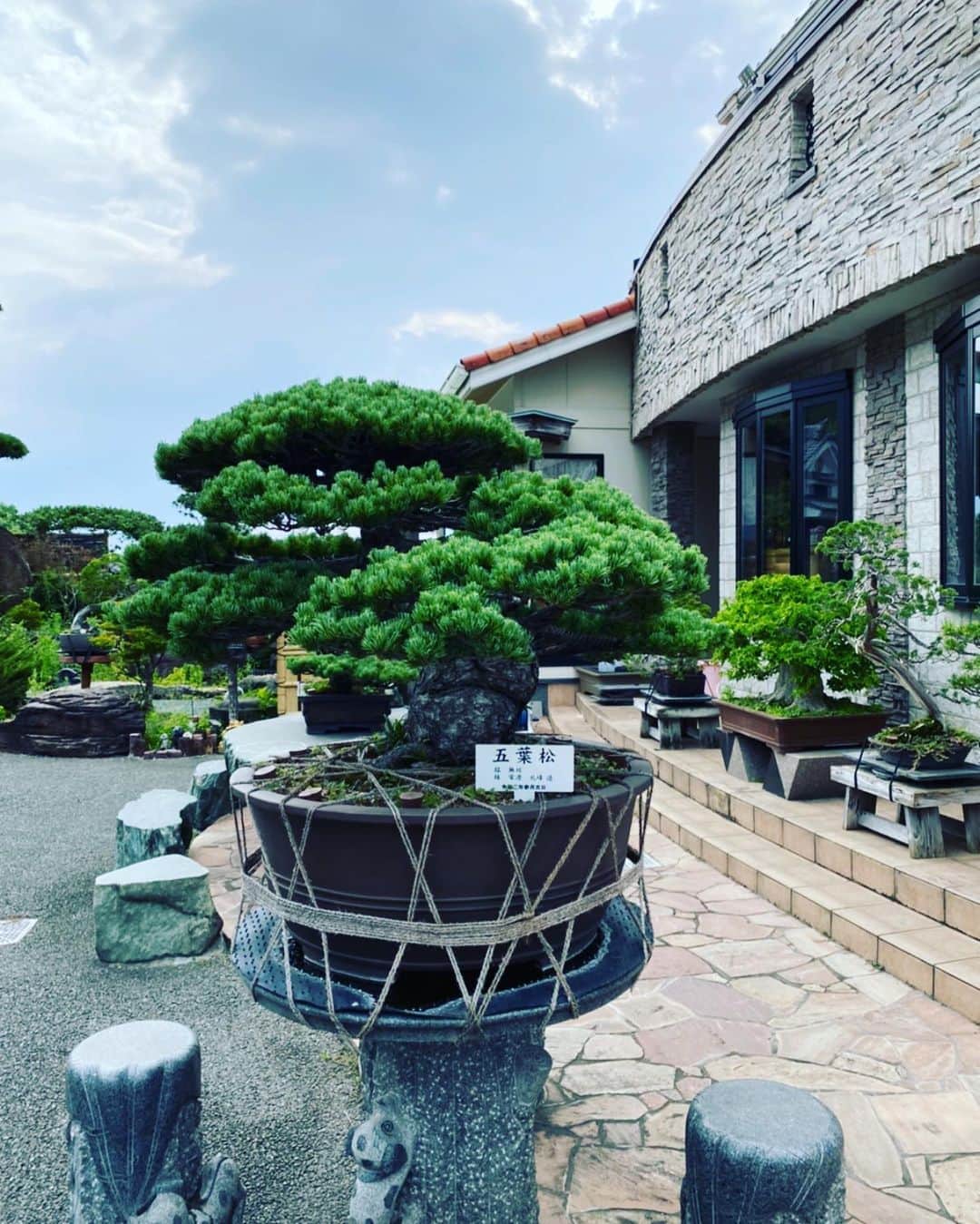 古閑美保のインスタグラム：「親父コレクション #盆栽 #五葉松」