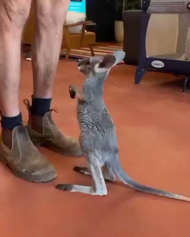 Beautiful Nature & Animalsのインスタグラム：「How cute is this baby kangaroo? 😍🦘 By @thekangaroosanctuary」
