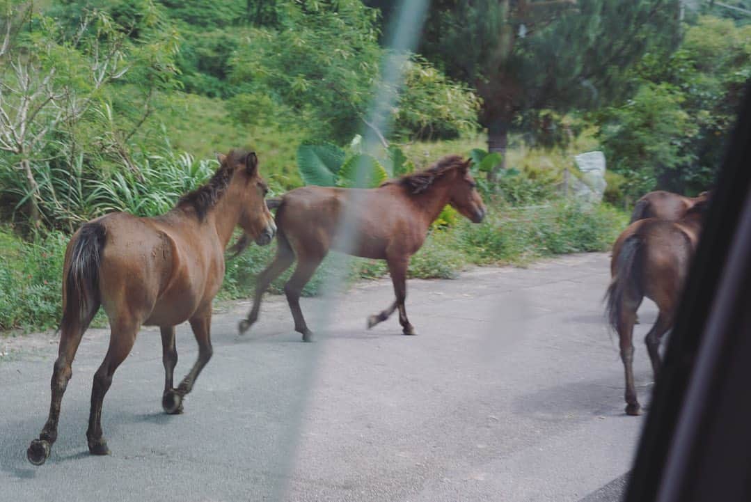 雪平莉左さんのインスタグラム写真 - (雪平莉左Instagram)「野生のお馬さん小柄で可愛い🐴  そういえば乗馬ライセンスも順調に進んでて取得したら北海道の外乗コース走りたいなぁ☺️☺️」10月11日 16時48分 - risa_yukihira