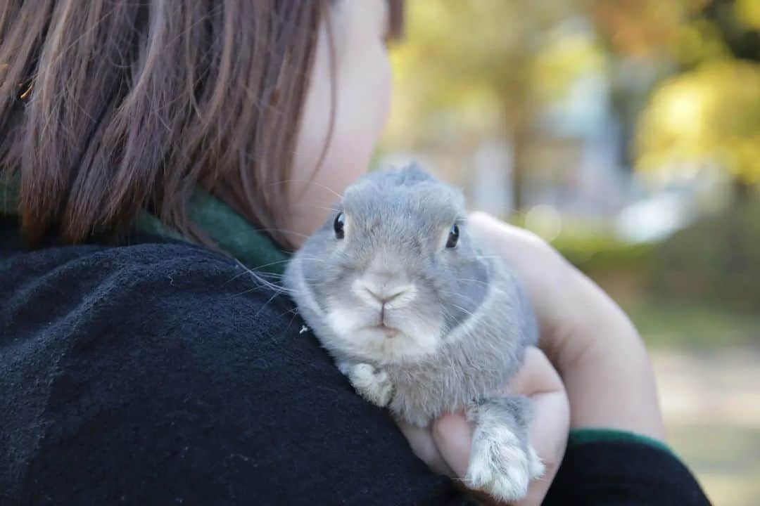 MaRi.Kさんのインスタグラム写真 - (MaRi.KInstagram)「🐰団長！カッコよかったで！！！　　  ルーさんをお迎えした頃からずっとブログで見ていた、 きのこくんがお月様に旅立ちました。　 　 ルーさんの半年お兄さんで、 グレーっ子だったので気になってブログをチェックしていました。  初めて会ったのは、2012年のERLにとくめぐさんときのこくんが弾丸日帰りでやってきた日。  次に会ったのは、2014年のうさフェスで、きのこハウスにお泊りしたとき。  ルーさんは少し前に調子崩してたので、ペラペラでご対面。 このときに毒きのこ帽とともに毒きのこ団の関西支部を託されました。  山下公園では鉄砲玉になったら危険だから(笑)、 地面には降りずに抱っこのみだった、きのこくん😂 ダッシュで逃げたら危険だからね💦  最後に会ったのは2015年のうさフェスで、きのこハウスにまたまたお泊りしたとき。  このときはペラペランくんとご対面。  見事な⚫ばら撒きとうサッカーを見せてくれたね。  ムキムキで筋肉質なマッチョうさだったきのこくんも、 シニアになっていろいろあったけど、 とくめぐさんとふたりでその都度乗り越えているのを、陰ながら応援していました。  ここしばらくは寝たきりになっていたけど、 持ち前の食欲旺盛さと前向きさで、このまま過ごしてくれるんじゃないかと思っていました。  先日12歳の誕生日を迎えて、美味しそうにお祝いのフルーツを食べている姿を見せてくれたので、 次はお迎え記念日のお祝いかな？と思っていた矢先の訃報だったね。  穏やかな旅立ちだったということなので、 きのこくんとしては、充分やりきった✨ってことなのかな。　 いろんな不調や困難も乗り越えてきたんだもんね。 ほんとに二人三脚でがんばってたと思うので、 どりるちゃんとチャイムさんと同じく、 理想の関係だな〜と思います。  きのこくん、最期までカッコいい生き様をありがとう✨ ずっと見てきたきのこくんがもう居ないなんて、淋しいけれど、 ずっとずっと忘れないからね。  きのこくん、とくめぐさん、ありがとう✨」10月11日 23時12分 - 919x178_leuk