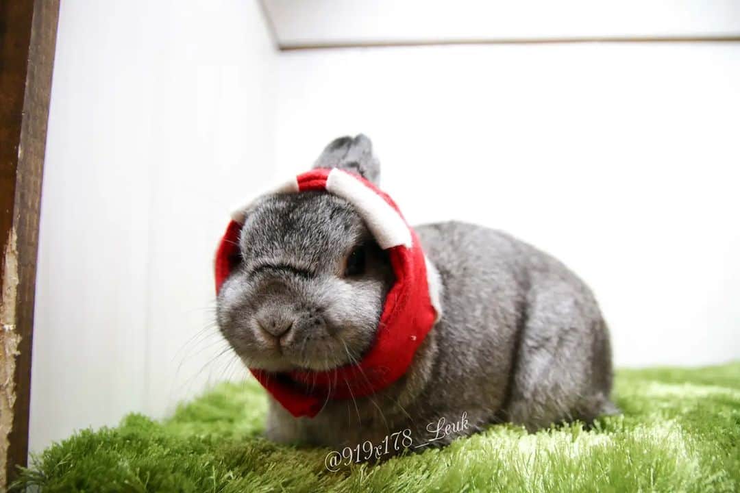 MaRi.Kのインスタグラム：「🐰団長！カッコよかったで！！！　　  ルーさんをお迎えした頃からずっとブログで見ていた、 きのこくんがお月様に旅立ちました。　 　 ルーさんの半年お兄さんで、 グレーっ子だったので気になってブログをチェックしていました。  初めて会ったのは、2012年のERLにとくめぐさんときのこくんが弾丸日帰りでやってきた日。  次に会ったのは、2014年のうさフェスで、きのこハウスにお泊りしたとき。  ルーさんは少し前に調子崩してたので、ペラペラでご対面。 このときに毒きのこ帽とともに毒きのこ団の関西支部を託されました。  山下公園では鉄砲玉になったら危険だから(笑)、 地面には降りずに抱っこのみだった、きのこくん😂 ダッシュで逃げたら危険だからね💦  最後に会ったのは2015年のうさフェスで、きのこハウスにまたまたお泊りしたとき。  このときはペラペランくんとご対面。  見事な⚫ばら撒きとうサッカーを見せてくれたね。  ムキムキで筋肉質なマッチョうさだったきのこくんも、 シニアになっていろいろあったけど、 とくめぐさんとふたりでその都度乗り越えているのを、陰ながら応援していました。  ここしばらくは寝たきりになっていたけど、 持ち前の食欲旺盛さと前向きさで、このまま過ごしてくれるんじゃないかと思っていました。  先日12歳の誕生日を迎えて、美味しそうにお祝いのフルーツを食べている姿を見せてくれたので、 次はお迎え記念日のお祝いかな？と思っていた矢先の訃報だったね。  穏やかな旅立ちだったということなので、 きのこくんとしては、充分やりきった✨ってことなのかな。　 いろんな不調や困難も乗り越えてきたんだもんね。 ほんとに二人三脚でがんばってたと思うので、 どりるちゃんとチャイムさんと同じく、 理想の関係だな〜と思います。  きのこくん、最期までカッコいい生き様をありがとう✨ ずっと見てきたきのこくんがもう居ないなんて、淋しいけれど、 ずっとずっと忘れないからね。  きのこくん、とくめぐさん、ありがとう✨」