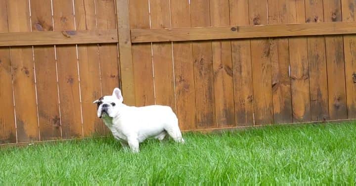 Manny The Frenchieのインスタグラム：「Since we got our myQ Pet Portal we’ve been spending way more time outside playing and enjoying the fresh air. But, before we all head outside, I always do a safety check first to make sure the backyard is secure and ready for all my siblings to come and enjoy the great outdoors with me! Interested in learning more about the myQ Pet Portal?  Link in my bio!」