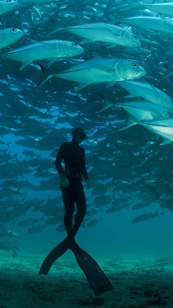 Thomas Peschakのインスタグラム：「In 2014 and in 2016 I partnered with @saveourseasfoundation to create the Marine Conservation Photography Grant, a unique opportunity for emerging photographers passionate about protecting the world’s oceans and coastlines.   After a long hiatus of almost five years I am happy to report that we are finally back in action !!!   Today I am very excited to announced the brand new @saveourseasfoundation Ocean Storytelling Photography Grant.   Our four winners will not only be dispatched on a fully paid (day rate and expenses) 3 week photographic assignment to document a critical marine conservation project, but will also receive a year of mentorship from me @thomaspeschak and National Geographic Photo Editors @kfmoran and @pritheeva . In addition each winner receives a cash prize of US$ 2000 and will get the opportunity to share their photographic story at an international marine conservation or photography event.   If you think the Ocean Storytelling Photography Grant is for you or you know someone who might be a great fit watch the video and visit the link in my profile. Entries close in December 2021.   Please tag your friends in the comments so we can reach as many potential grantees as possible」