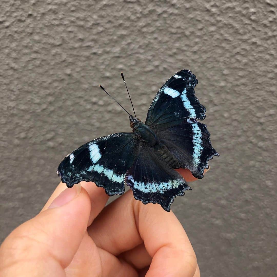 Baekのインスタグラム：「Kaniska canace 瑠璃立羽が羽化🦋  掘り起こし忘れた百合の葉っぱを幼虫が食べているのをみつけました。百合はもう葉が少なかったので百合科のホトトギスの葉を食べさせました。幼虫は今まで育てた蝶の中で1番見た目が派手でした。クリスマスのオーナメントにも見えたり、毒を持っている毛虫にも見えます。 蛹の時はアゲハたちとは違って逆立ちをしてるようにさなぎになります。(アゲハ類は斜め) 蛹の真ん中には螺鈿のようなキラキラした模様が二つ付いて何か宇宙や未来のもののような感じでした。 羽化するととても綺麗な瑠璃でした！でも羽を閉じると全く違う錆びた金属のような羽になります。  しかも蛹から羽化した後を見たら血のような赤い液体が垂れていてびっくりしました。🧛‍♀️ 蝶は蛹になる直前と羽化する時に体を軽くしようと体内の水分を出すのですがルリタテハの場合はそれが赤かった。びっくり…  今までの蝶の中で1番いろんな表情があった蝶かも🦋」