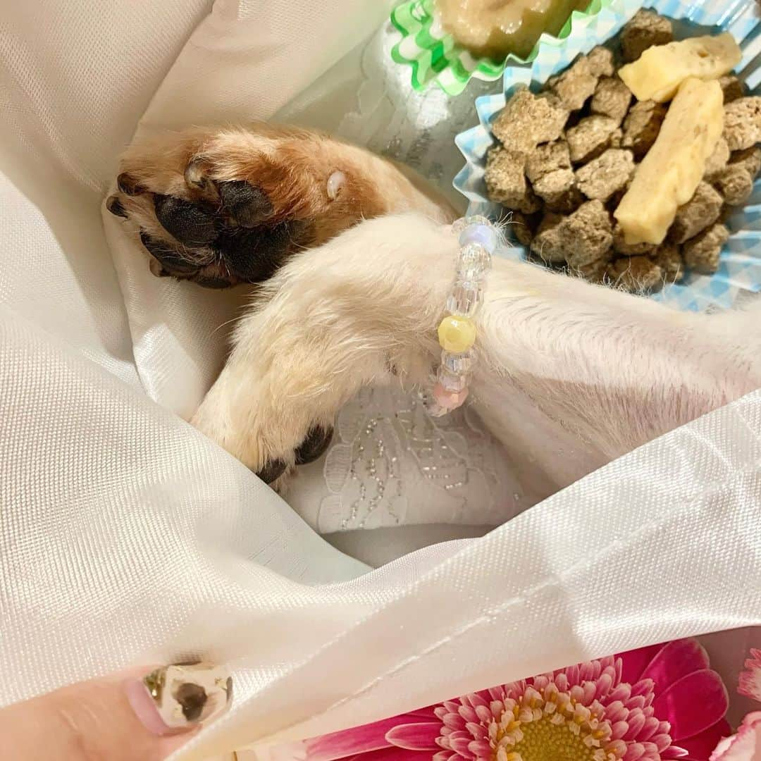 吉川ちえさんのインスタグラム写真 - (吉川ちえInstagram)「【👼🌈💐👼🌈💐】 . 2021年10月8日🐶 ぴーちゃんが天国に旅立ちました🎈☀️ ぴーちゃんは11歳で皆が集まってる時に いつの間にか天国へ逝ってしまいました。 亡くなったように見えず最初寝てるかと思ってぴーちゃんにおはようって声をかけたけどすでに声は届いてなかったです。 . 数ヶ月前からクッシング症候群という病気を患い通院や投薬💊を頑張らせていたけどこんな小さい身体で無理をさせてたのかなぁと思うばかりです。。 もっとこうしたら、ああしたら、って考えれば考える程落ち込む毎日です。 . 毎日毎日涙が止まりません。 . ですがぴーちゃんと過ごした11年間は本当に毎日幸せでした☺️💗 初めて出会った時から今もぴーちゃんは私の宝物💎です🐶 . 私が辛かった時も悲しかった時もそっと寄り添ってくれたので乗り越えれたし楽しい時は一緒にシッポ降って喜んでくれて喜びも二倍でした💪💕 私の感情や言葉が分かるぴーちゃんは本当に癒し能力というのか何て言っていいのか分かんないけどぴーちゃんがそばにいてくれたから頑張れた部分もありました꒰ঌ♥️໒꒱ . 一昨日うちの母の夢にも出てきてくれて昨日は私の夢の中にも会いに来てくれてた優しいぴーちゃん🐶🌈 私やお母さんが寂しくないように夢に出てきてくれたのかな？ . 皆へぴーちゃんが天国に逝ったと報告したら沢山悲しみのメッセージ💌きたりお菓子やお花🌸届けてくれたりぴーちゃんは本当に幸せイッヌ様なんだなと思いました🐕✨ こんなにも愛されてたアイドルぴーちゃんは天国でも寂しくないし喜んでると思います🙏✨💕 . 実際、今の私は情緒不安定で突然泣いちゃったりするけどこのままだとぴーちゃんも天国から心配しそうなので 前向きに生きようと思います✨ . ぴーちゃん、吉川家に来てくれてありがとう🙏💕 皆を癒してくれて幸せにしてくれてありがとう❤️❤️ . いつも可愛いアイドルぴーちゃん、激おこぴーちゃん、女帝ぴーちゃん、カリカリベーコンのベロ👅も背中のだるだるお肉も背中の柄も顔のシミもポップコーンの香りがする肉球🐾も全部が愛おしいです💕 . ぴーちゃん天国で大好きな日向ぼっこ🌞しながらオヤツ食べてゆっくり過ごしてね🍀❤ 少しの間さよなら👋また逢える日まで🐶👧🏻✨ .  #2021年10月8日」10月13日 1時49分 - yoshikawachie_16