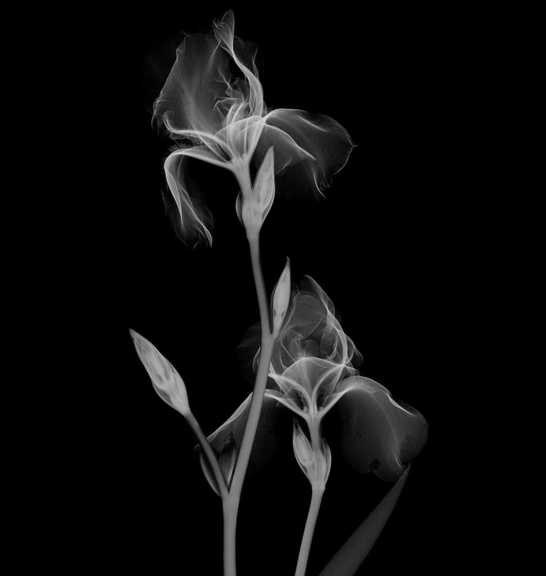 東信さんのインスタグラム写真 - (東信Instagram)「X-ray Flowers #amkk #amkkproject #makotoazuma #azumamakoto #東信花樹研究所 #東信 #jardinsdesfleurs #shiinokishunsuke #flowerart #flower #flowers」10月12日 17時28分 - azumamakoto