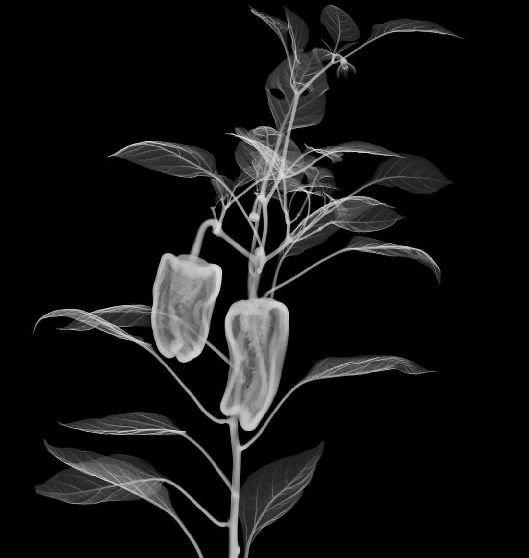 東信さんのインスタグラム写真 - (東信Instagram)「X-ray Flowers #amkk #amkkproject #makotoazuma #azumamakoto #東信花樹研究所 #東信 #jardinsdesfleurs #shiinokishunsuke #flowerart #flower #flowers」10月12日 17時28分 - azumamakoto